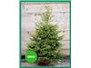 GREEN BAND CHRISTMAS TREES