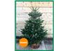 ORANGE BAND CHRISTMAS TREES