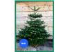 BLUE BAND CHRISTMAS TREES