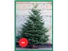 RED BAND CHRISTMAS TREES