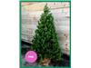 PINK BAND CHRISTMAS TREES
