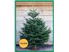 YELLOW BAND CHRISTMAS TREES