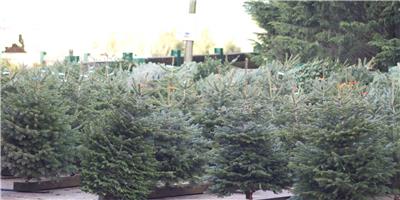 Christmas trees