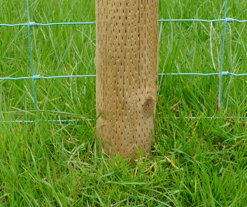 INCISED STRAINING POSTS Buy Online