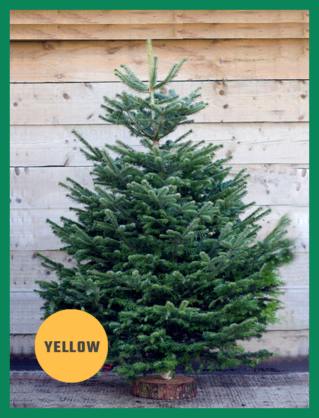 YELLOW BAND CHRISTMAS TREES Buy Online